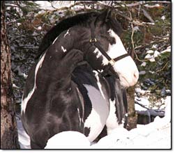 Radikal
